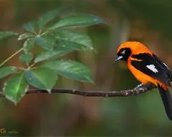 Icterus icterus