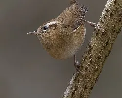 Troglodytes solstitialis