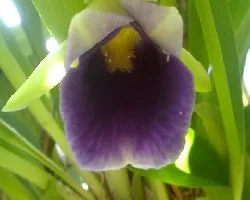 orquidea
