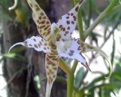 identificar