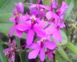 Epidendrum secundum 