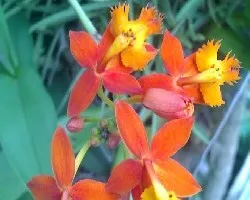 Epidendrum radicans 