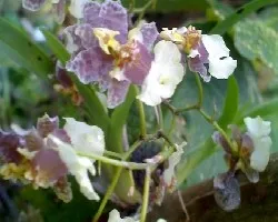 Orquidea