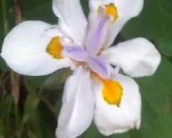 Identificar