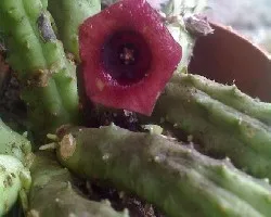 Huernia sp