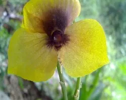 Telipogon costaricensis
