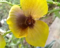 Identificar