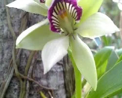 Prosthechea radiata