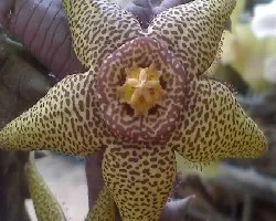 Orbea speciosa