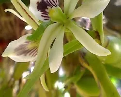 Prosthechea radiata