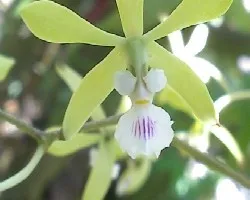 Orquidea