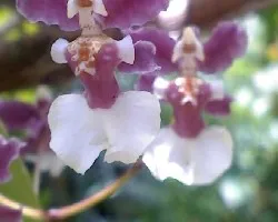 Orquidea