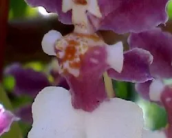 Orquidea