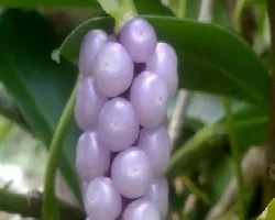 Planta de mi jardin