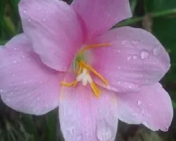 Flor del campo con gotitas de agua