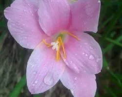 Flor del campo con gotitas de agua