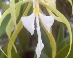 Orquidea