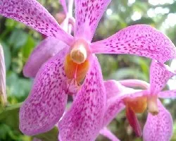Orquidea