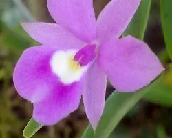 Identificar