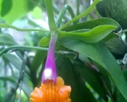 Orquidea 