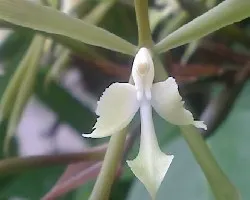 Orquidea