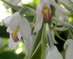 Identificar