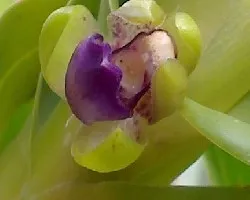 Identificar