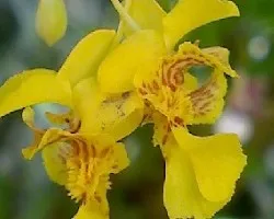 Orquidea