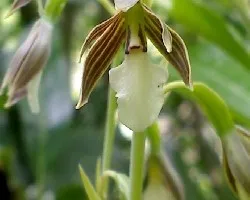 Orquidea