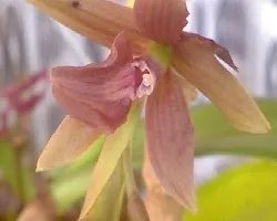 Identificar  