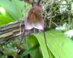 Dracula gaskelliana