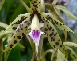 Epidendrum prismatocarpum