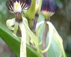 Id  Orquidea
