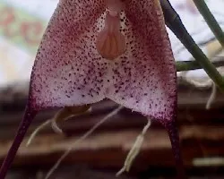 Dracula Gaskelliana