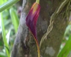 Orquidea Por Abrir