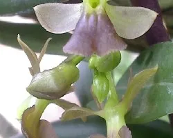 Orquidea