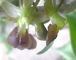 Orquidea