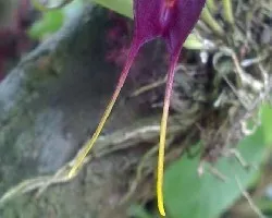 Orquidea Ya Abierta