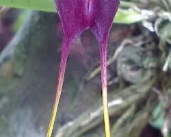 Orquidea Ya Abierta