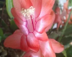 Schlumbergera truncata = Zygocactus truncatus