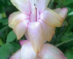 Schlumbergera truncata = Zygocactus truncatus