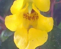 Impatiens repens