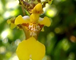 Oncidium 