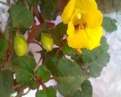 Impatiens repens