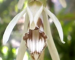 Orquidea