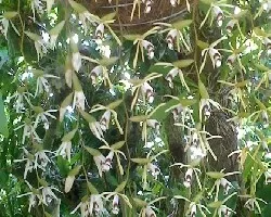 Coelogyne dayana