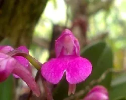 Orquidia