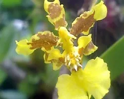 Oncidium