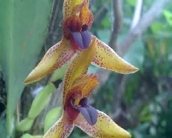 Maxillaria cucullata 