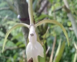 Orquidea